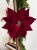 Welurowa poinsecja gwiazda betlejemska burgund