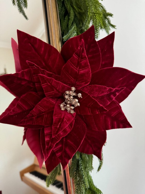 Welurowa poinsecja gwiazda betlejemska burgund
